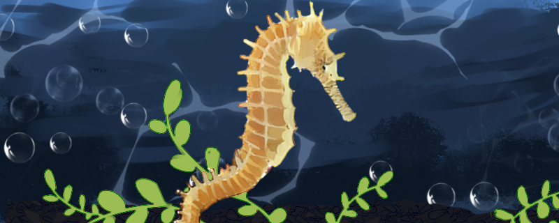 海马靠什么获取食物和防御敌害