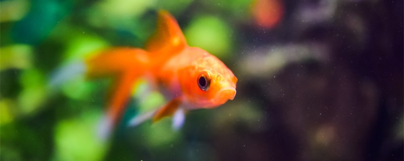 治疗鱼掉鳞的方法是什么鱼为什么会掉鳞(鱼掉鳞正常吗)