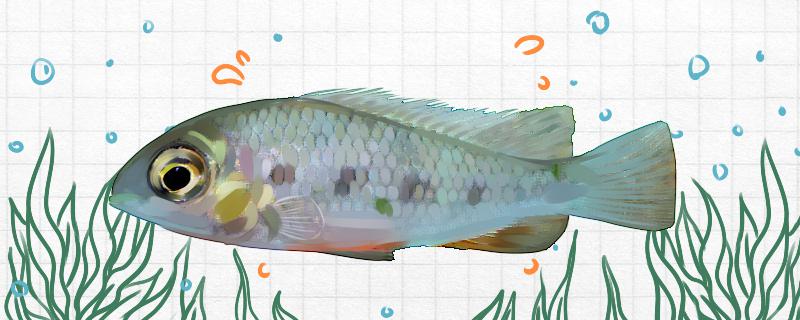 弦尾鱼好养吗怎么养(弦尾鱼好养吗怎么养活)