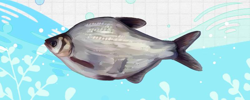 鲽鱼属于淡水鱼还是海水鱼