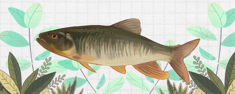 路亚竿钓马口用什么饵怎么用用什么调性(路亚马口钓组制作方法图解)