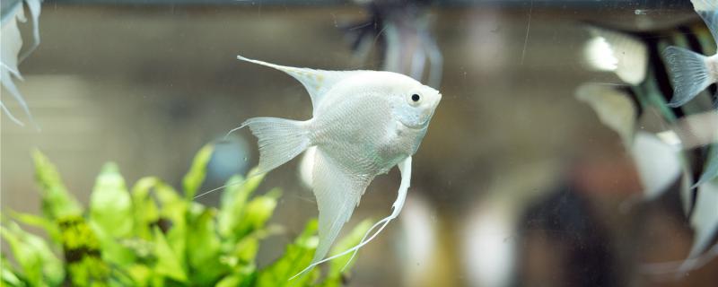 养热带鱼鱼缸里的灯开着好吗?