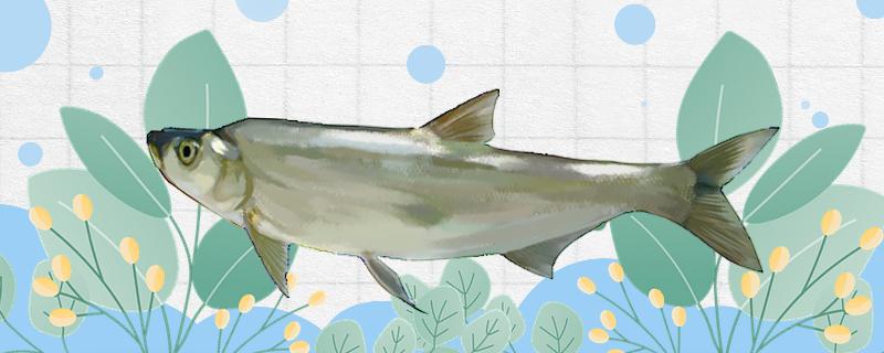 怎样用泥鳅打窝引来翘嘴钓翘嘴能用什么饵料(怎样用泥鳅打窝引来翘嘴白天效果好不好)