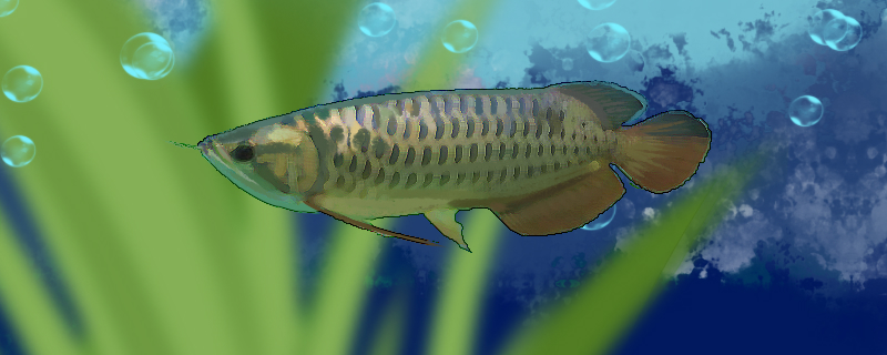 蓝底金龙是什么龙鱼