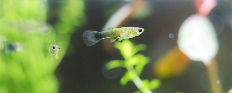 自来水制水流程