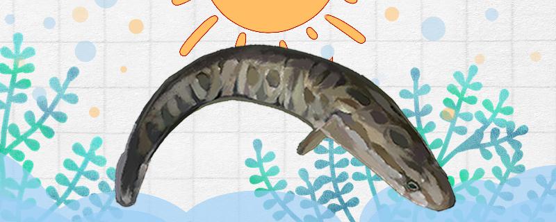 冬天钓黑鱼怎么钓需要打窝吗(冬天怎样钓黑鱼)