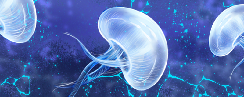 水母和海蜇的区别是什么哪个聪明(水母跟海蜇的区别)