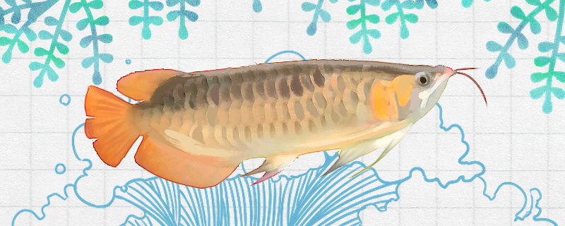 橙红龙鱼好养吗怎么养(橙红龙鱼图)