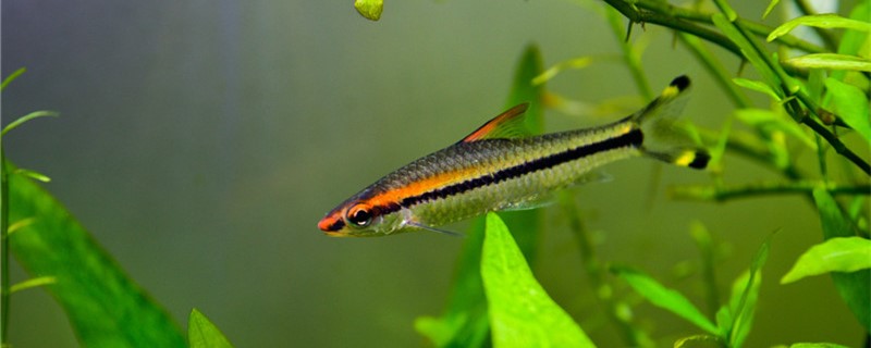 一眉道人鱼能和大型鱼一起养吗