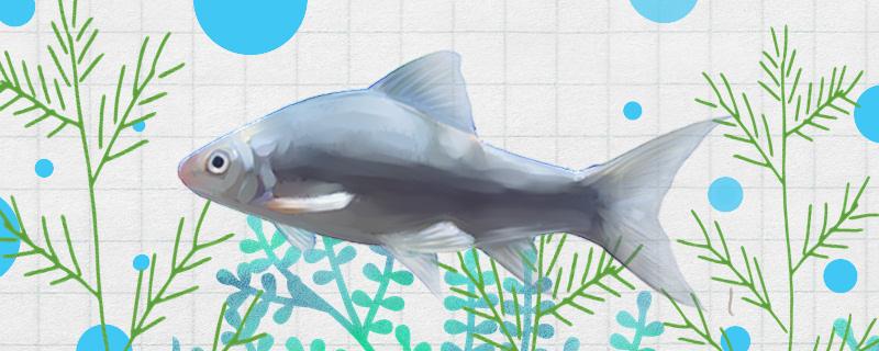 红眼鲮鱼找底钓还是浮钓