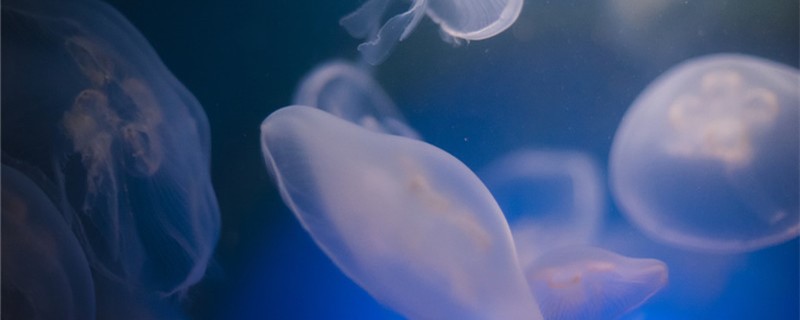 水母吃什么食物能吃鱼饲料吗(水母吃啥)
