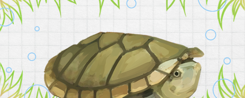 哈雷拉泥龟好养吗怎么养视频