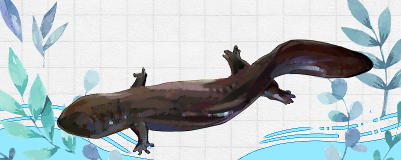 娃娃鱼能长多大寿命有多长(娃娃鱼能长多长?)