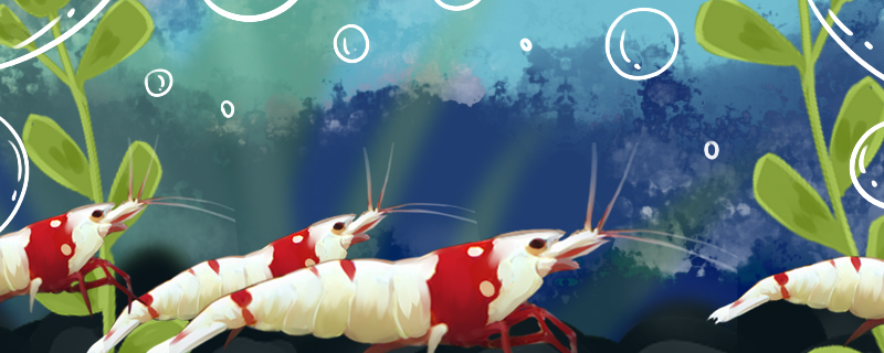 观赏虾用什么缸养最合适观赏虾怎么养(观赏虾需要什么环境)