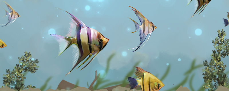 神仙鱼跟虾能一起养吗