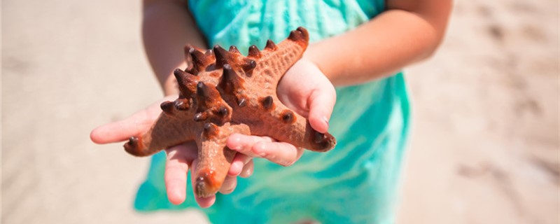 海星有眼睛吗有鼻子吗(海星有鼻子吗?)