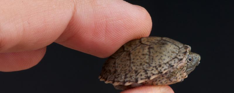 剃刀龟怎么繁殖什么时候可以繁殖(剃刀龟繁殖池环境图)