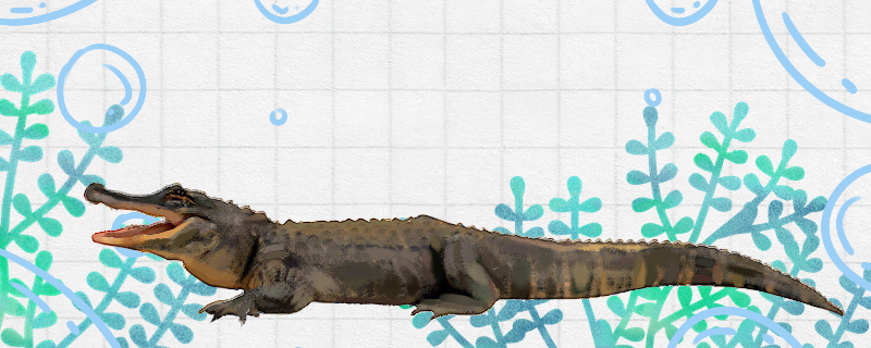 海里有鳄鱼吗鳄鱼生活在哪里(海水里有鳄鱼吗)