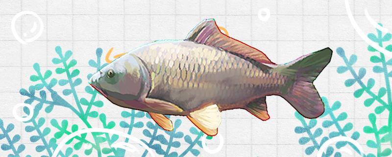 夏天钓青鱼用什么饵料最好