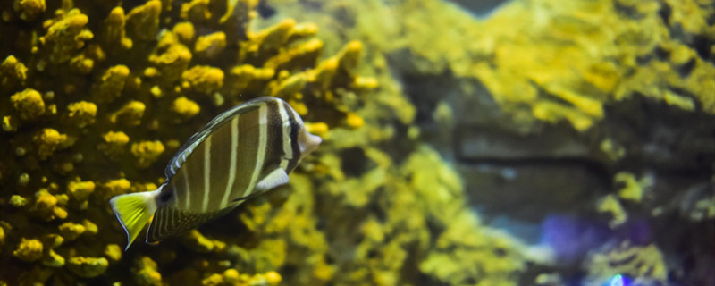 水霉病用盐水能治好吗如何预防水霉病(水霉病用盐水能治好吗如何预防水霉病发生)