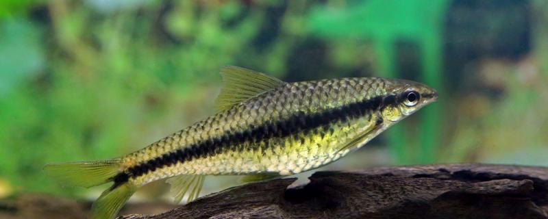 养什么清理鱼缸垃圾最好