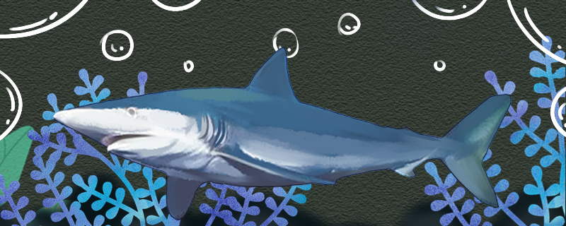 鲨鱼有几个胃胃有什么作用(鲨鱼的胃口有多大)