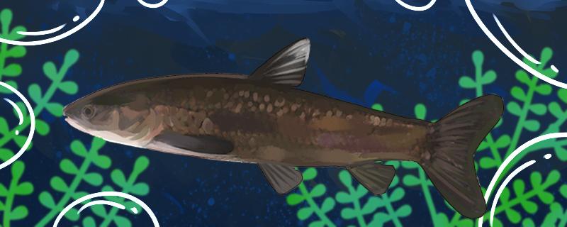 晚上钓青鱼钓多深