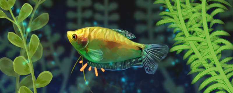 水里的氧气会被鱼吸完吗鱼用怎么呼吸的(鱼在水里氧气不足怎么办)