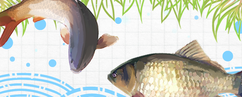 鲫鱼和鲤鱼是同一种鱼吗有什么区别(鲫鱼和鲤鱼有什么不一样)