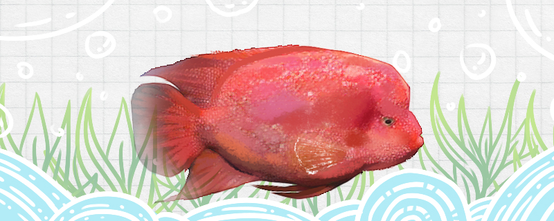 德萨斯罗汉鱼图片大全