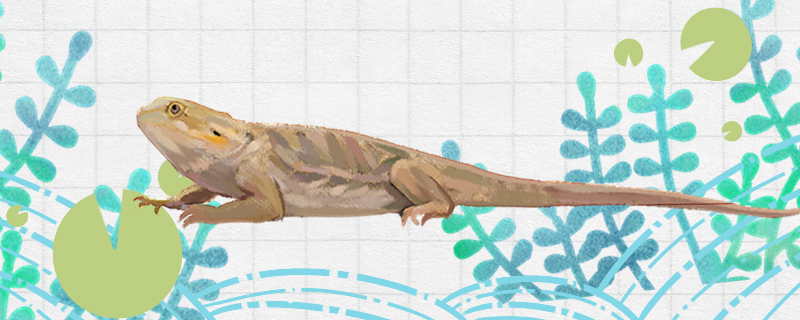 蜥蜴怎么喂养喂什么食物好(蜥蜴怎么喂养喂什么食物好呢)