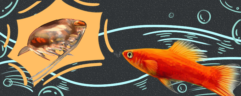 水蚤对鱼有害么用来喂鱼有什么害处(水蚤对鱼有害么用来喂鱼有什么害处吗)