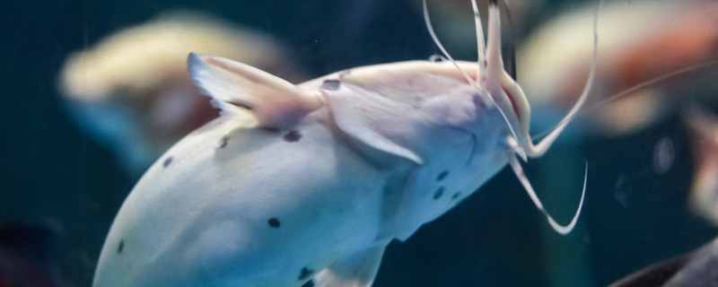 鱼粮怎么制作鱼饲料的制作方法(鱼粮制作配方)