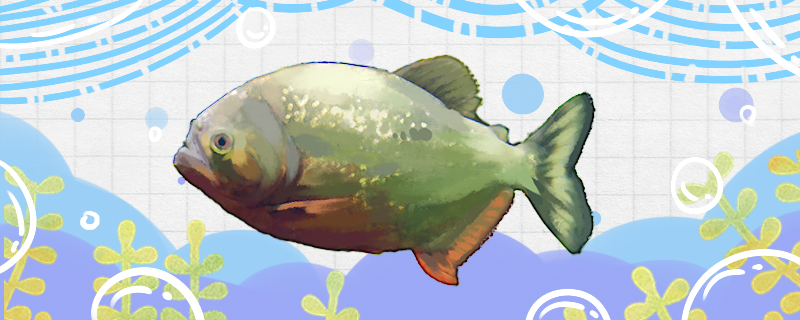 食人鱼可以活多久