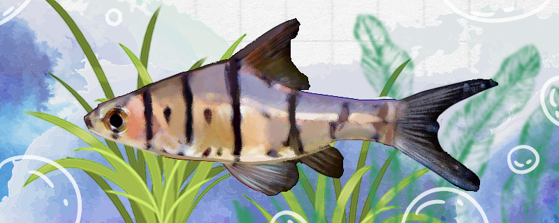 玻璃八间鲫好养吗怎么养(鱼缸超白玻璃和高清玻璃哪个好)