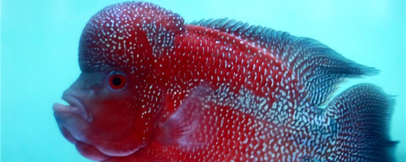 罗汉鱼苗什么样的好