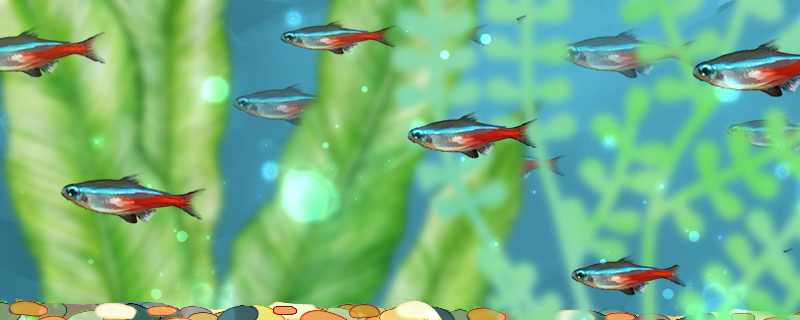 红绿灯鱼多大可以繁殖繁殖需要什么条件(红绿灯鱼一般多大)