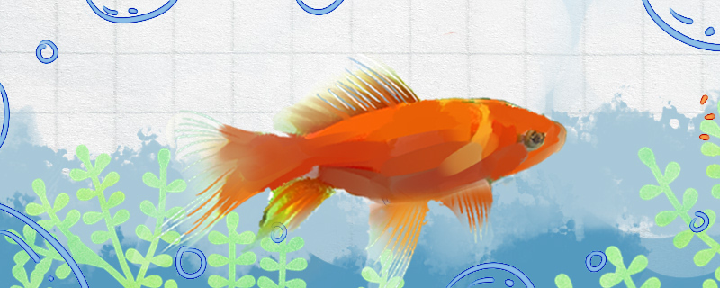 红鲫鱼能长多大能活多久(红鲫鱼最大能长多少斤)