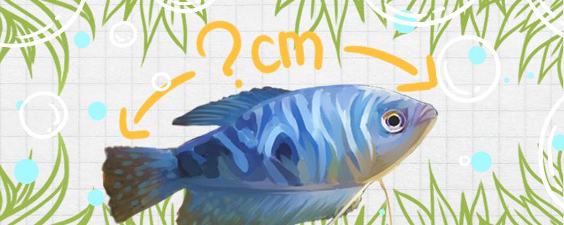 曼龙鱼多久能长到10厘米吃什么长得快(曼龙鱼长多大能生小鱼)