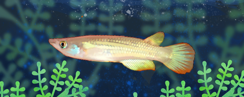 黄金鳉鱼好养吗怎么养(黄金鳉鱼是风水鱼吗)
