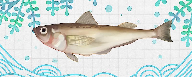 雷鱼是海鱼吗能养殖吗(雷鱼是海鱼吗雷鱼的图)