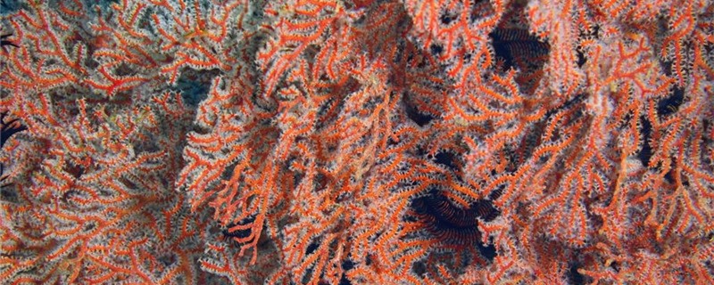 珊瑚和珊瑚礁哪个是生物