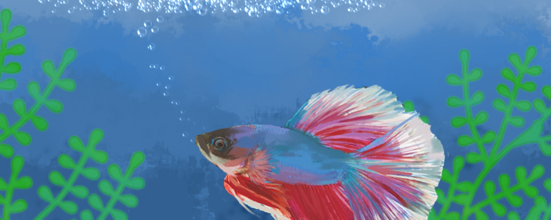 斗鱼能和其它鱼混养吗能和什么鱼混养(斗鱼能和其他鱼混养吗)