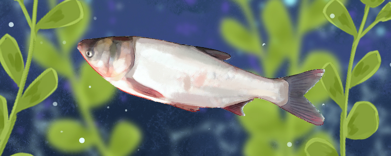 白鲢和花鲢一样吗有什么区别(白鲢跟花鲢有什么区别)