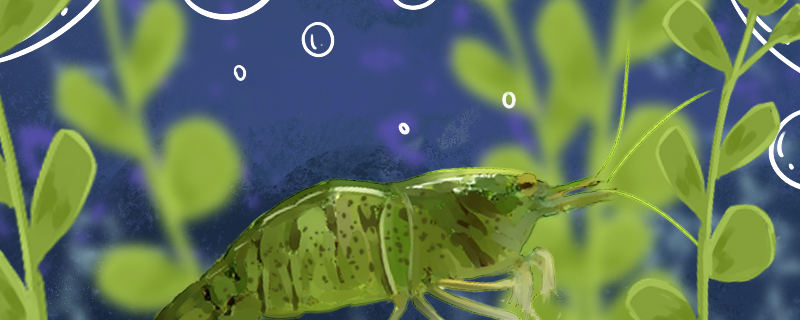 琉球新米虾好养吗怎么养殖