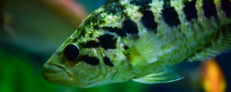 为什么鱼缸的水总是浑浊水浑浊怎么办(鱼缸的水怎么老是浑浊的)