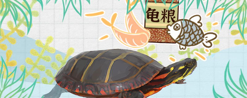 锦龟吃什么多久喂一次(锦龟幼龟吃什么)