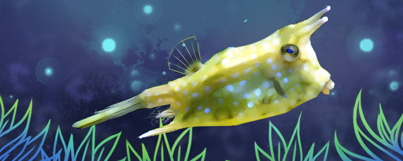 牛角鱼好养吗怎么养(牛角鲀鱼图片)