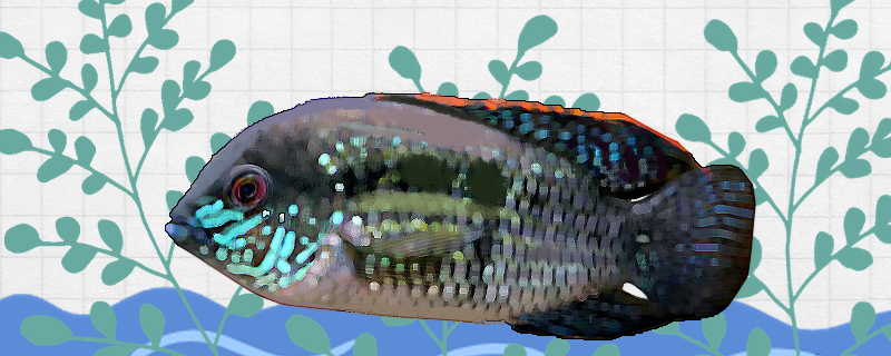 突顶鲷好养吗怎么养(房顶养鱼多深可以养)