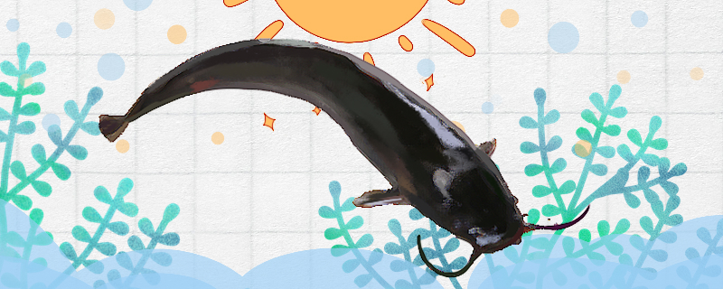 钳鱼刺多吗有小刺吗(钳鱼有刺的图片)